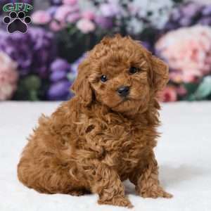 Tony, Miniature Poodle Puppy